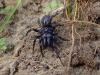 Atypus piceus